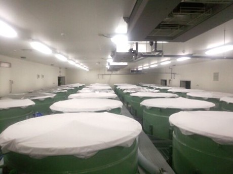 Brewing sake using artificial intelligence Brewing sake using artificial intelligence