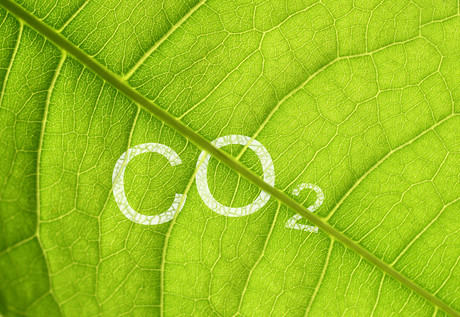 Plants show unexpected response to elevated CO2