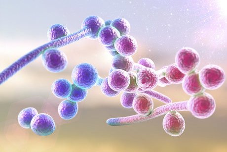 Survival mechanism of deadly fungus exposed Survival mechanism of deadly fungus exposed