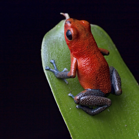 Limiting global warming could preserve biodiversity Limiting global warming could preserve biodiversity