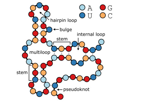 Big data annotation tool for RNA secondary structures