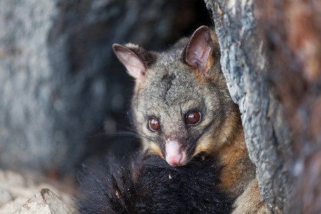 Tackling antibiotic resistance, one piece of possum poo at a time