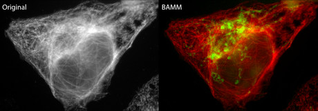 Super-multiplexed fluorescence microscopy
