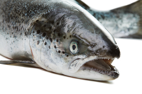 When is a salmon not a salmon?