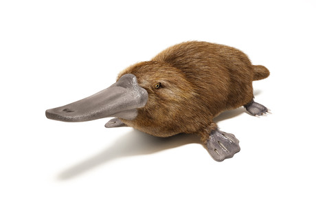 Could platypus venom help treat diabetes?