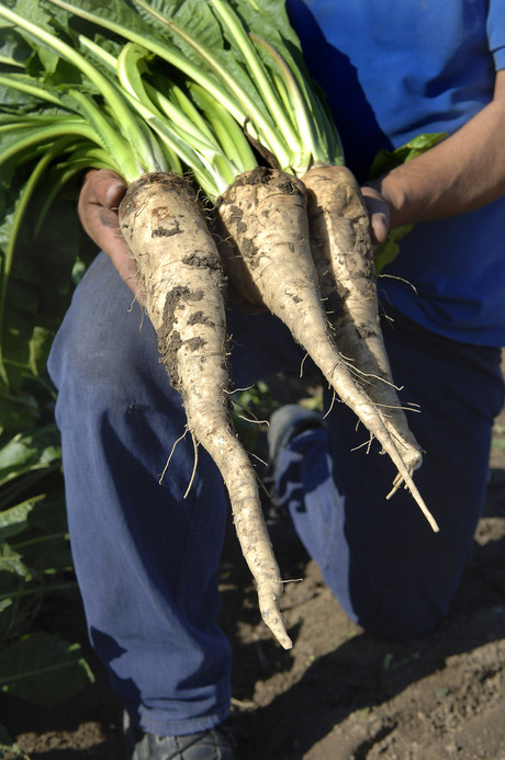 FDA adds inulin to approved dietary fibres list