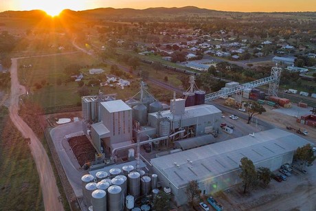 Canola plant switches to bioenergy