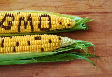 To GMO or not to GMO To GMO or not to GMO