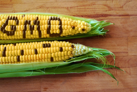 To GMO or not to GMO To GMO or not to GMO