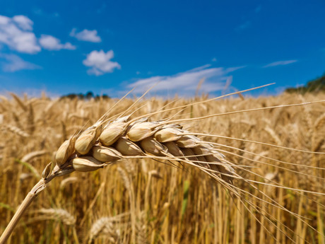 New use for barley New use for barley