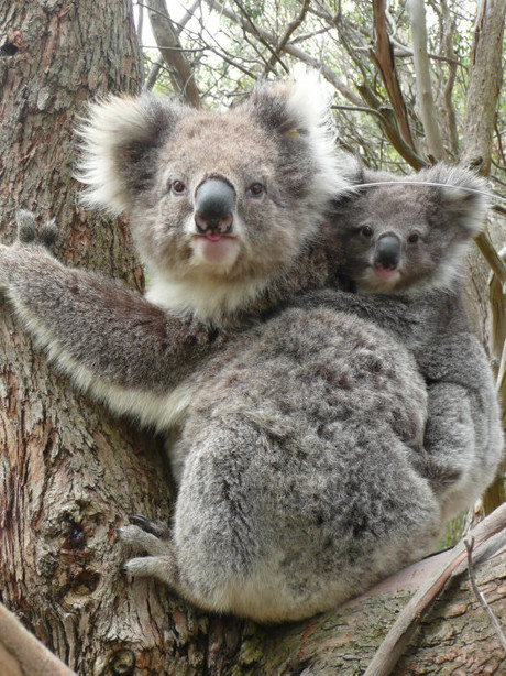 Scientists successfully sequence the koala genome