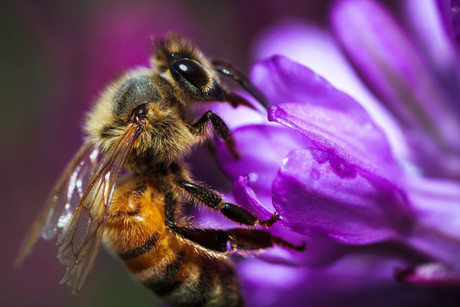 Honeybees get stressed too Honeybees get stressed too