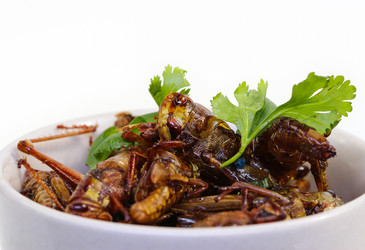 Eating crickets can improve gut health Eating crickets can improve gut health