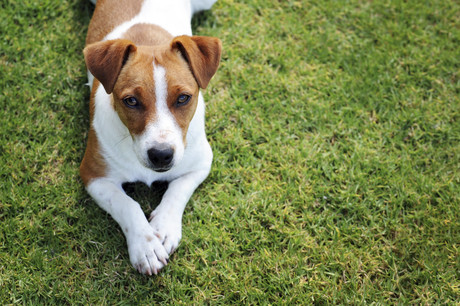 Virbac to distribute new anticancer treatment for dogs Virbac to distribute new anticancer treatment for dogs