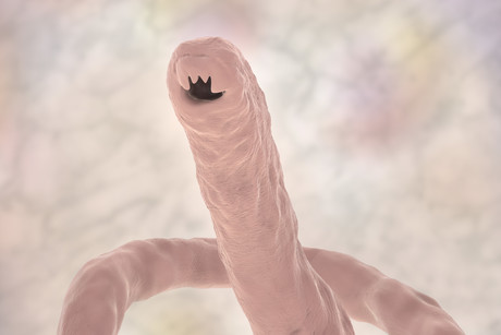 Biotech start-up to treat autoimmune diseases with hookworms