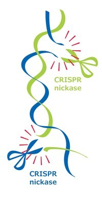 Merck receives Australian CRISPR nickase patent Merck receives Australian CRISPR nickase patent