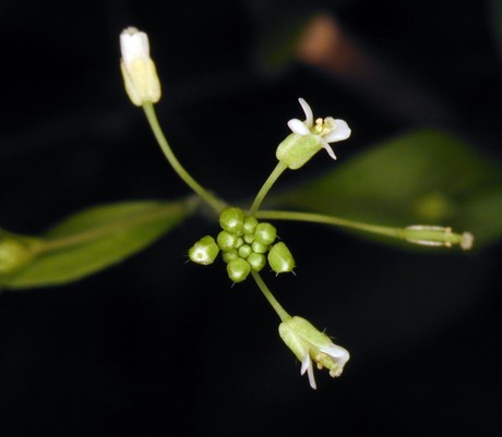 Stomatal development Stomatal development