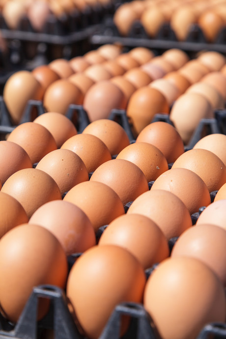 <em>Salmonella</em> outbreak prompts Sydney egg recall