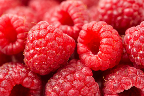 Cornell releases high-yield berry varieties