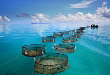 Aquafarming and food security Aquafarming and food security