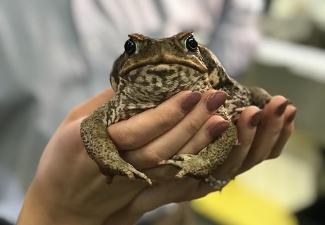 Scientists assemble the cane toad genome