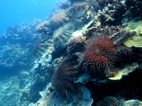 DNA detection of crown-of-thorns starfish to improve monitoring DNA detection of crown-of-thorns starfish to improve monitoring
