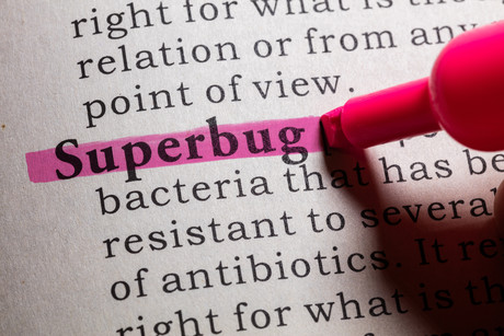 Common antibiotic destroys superbug Common antibiotic destroys superbug