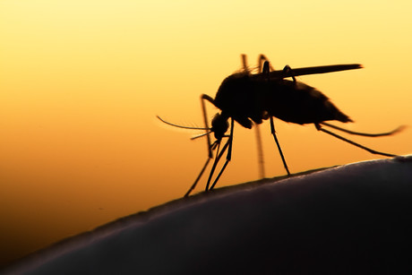 Gene drive causes infertility in malaria-carrying mosquitoes