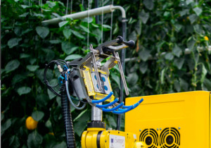 Picking pecks of peppers by robot Picking pecks of peppers by robot
