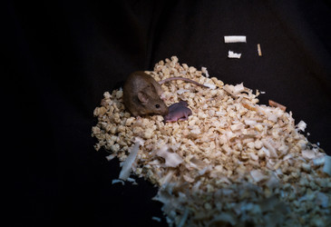 Same-sex mice reproduce via gene editing Same-sex mice reproduce via gene editing