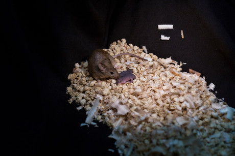 Same-sex mice reproduce via gene editing Same-sex mice reproduce via gene editing