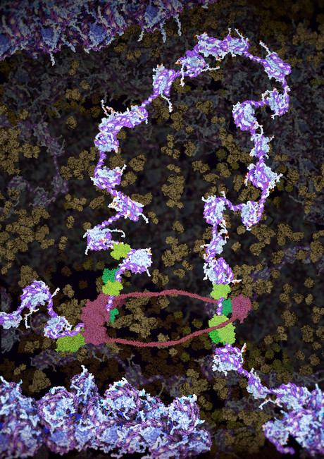 The role of Pax5 in maintaining immune health