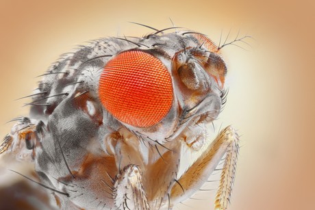 Minimising the fruit fly menace