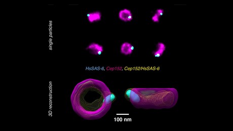 Creating 3D images with super-resolution microscopy