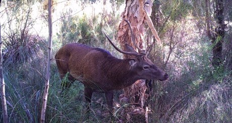 Doe, a deer, a feral deer Doe, a deer, a feral deer