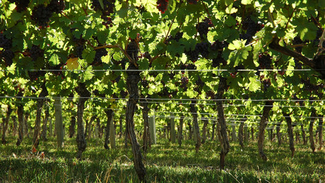 Competition boosts sustainability profits in wineries Competition boosts sustainability profits in wineries