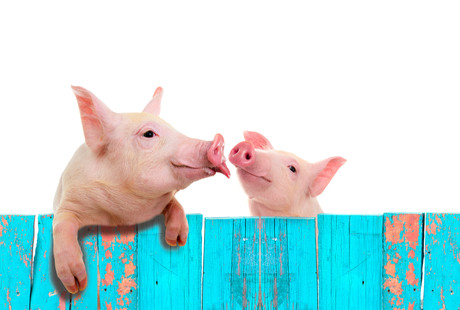 Charges laid over pig semen imports