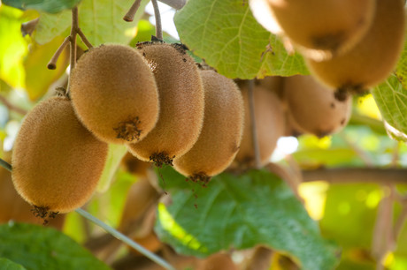 New chairman for Zespri New chairman for Zespri