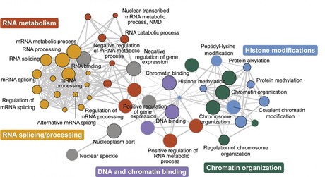Genetic network linked to autism uncovered