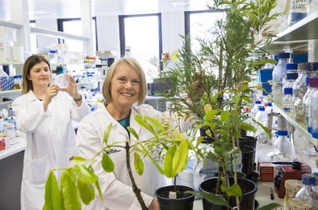 Plant peptide shows promise in antifungal trial