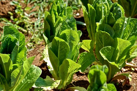 Wash-up from US&#39;s romaine lettuce <em>E. coli </em>O157:H7 outbreak
