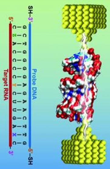 Nifty way of detecting toxic strains of <em>E. coli</em> Nifty way of detecting toxic strains of <em>E. coli</em>