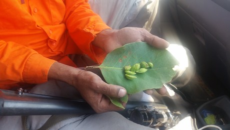 Agribusiness partnership to explore native medicinal plants