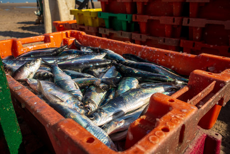 Mining seafood process water for nutrients Mining seafood process water for nutrients