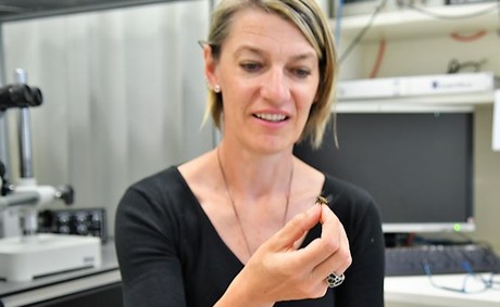 What can flying insects contribute to neuroscience? What can flying insects contribute to neuroscience?