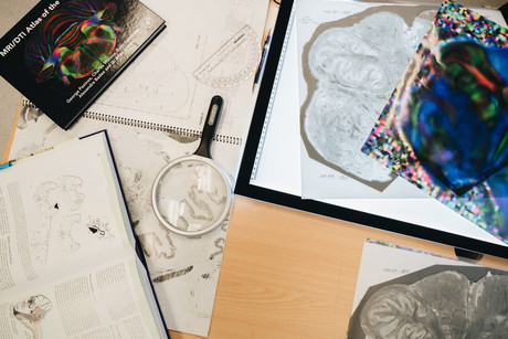 Neuroscientist finds hidden region of the human brain Neuroscientist finds hidden region of the human brain