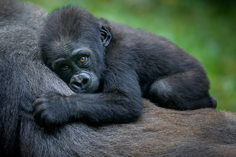 How can mobile phone recycling help gorilla populations? How can mobile phone recycling help gorilla populations?