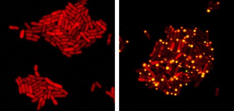 Eavesdropping viruses re-engineered to attack diseases