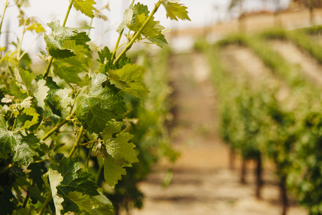 Aussie app to protect wine industry