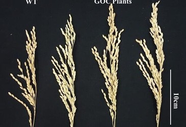 Engineered rice plants increase yield 27% Engineered rice plants increase yield 27%
